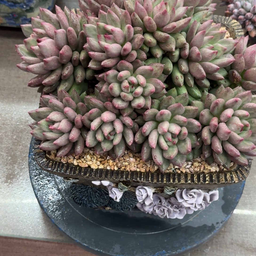 米***窝米其林精品老桩多肉