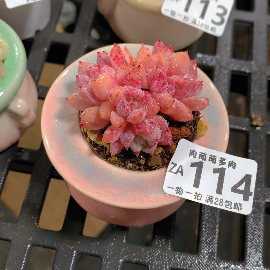 肉萌萌拇指盆精控多肉ZA114