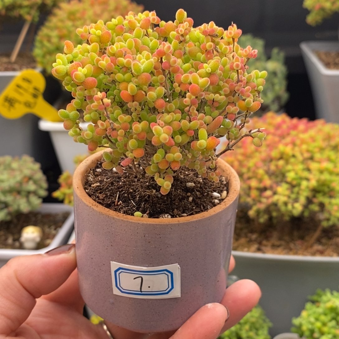 完全开放7号蜜橘糖球（6.5cm）