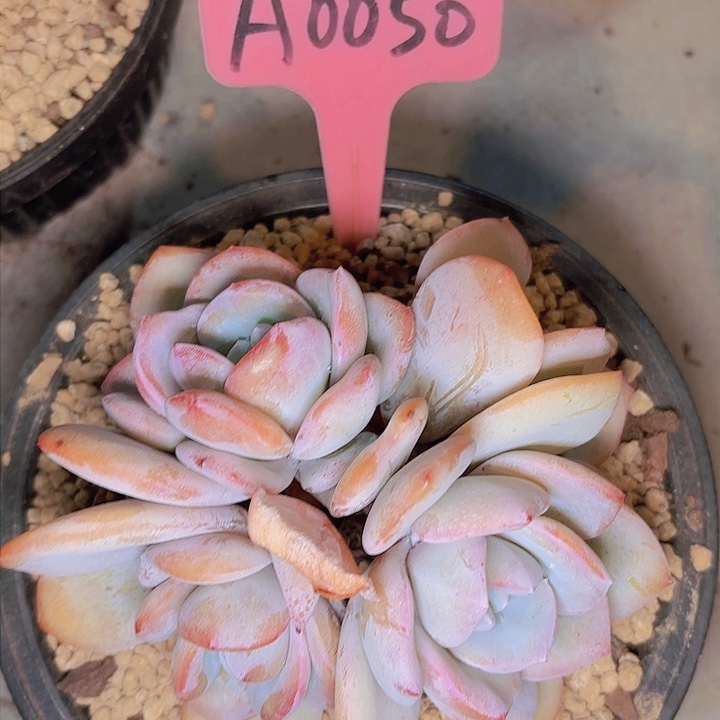 九*奶茶一物一拍A0050