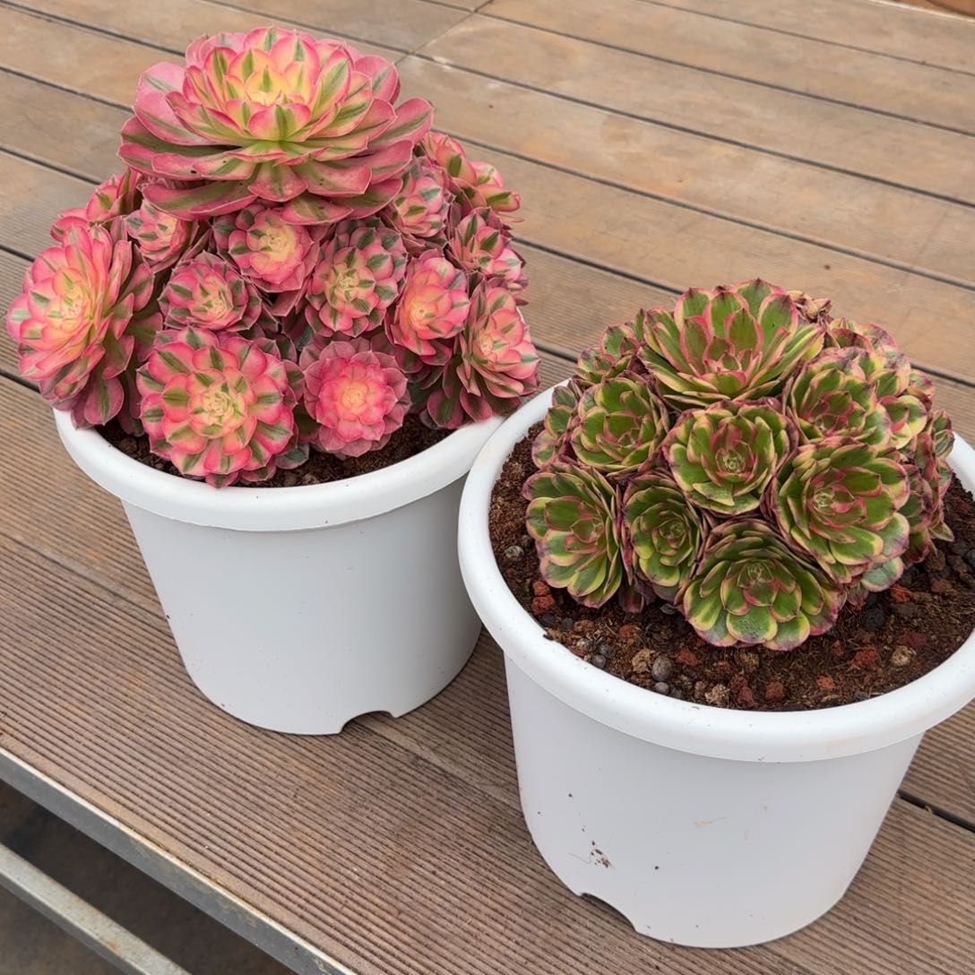 m***倩倾城实生脱土发货送海神