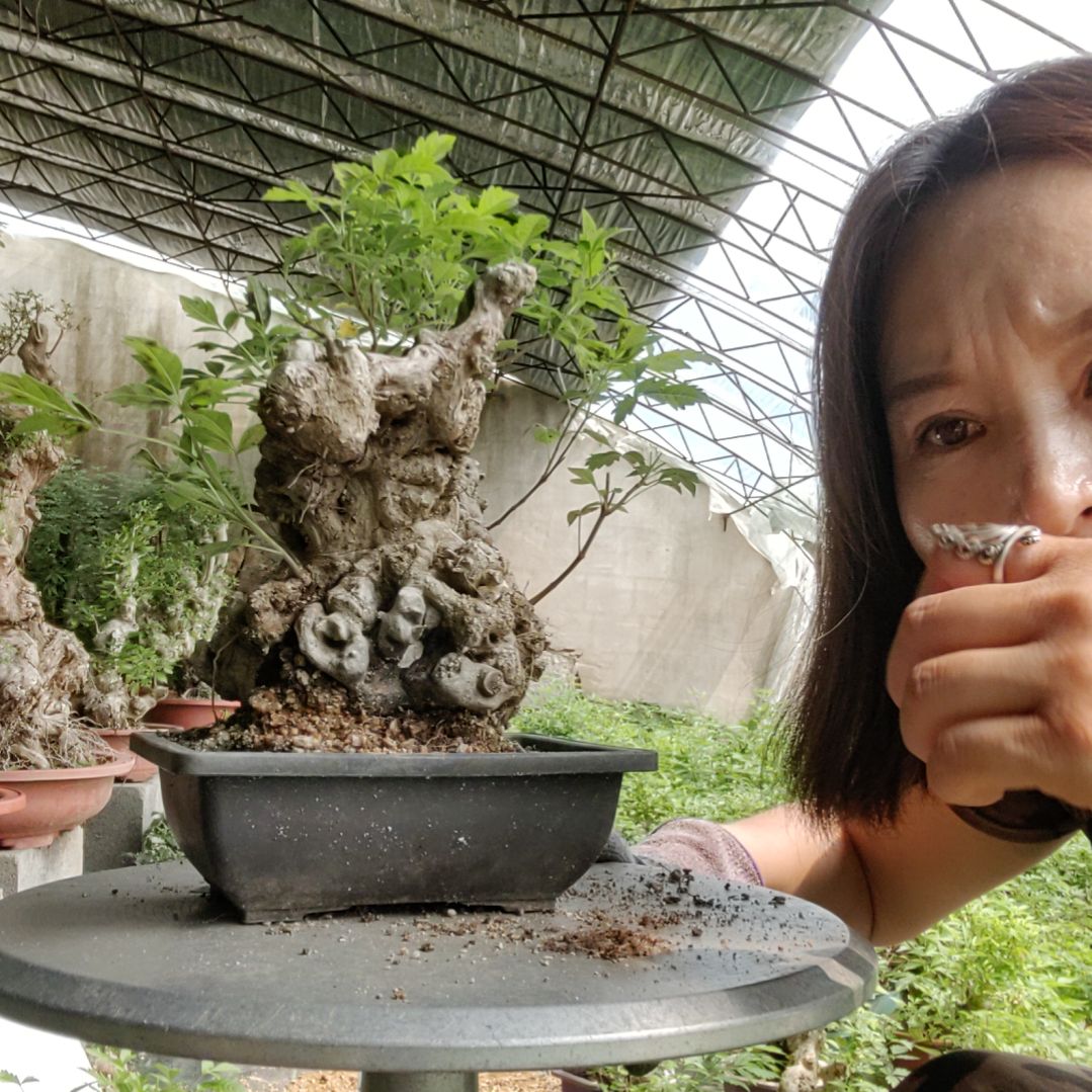 洒***哥无花朵黄金了黄荆盆景黄荆