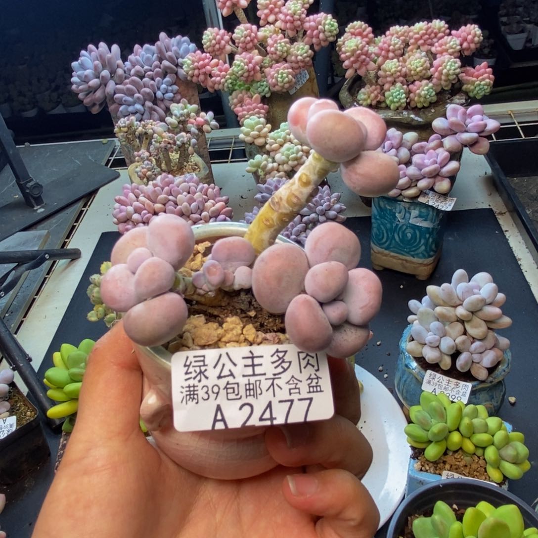 477芭比奶多肉7c m
