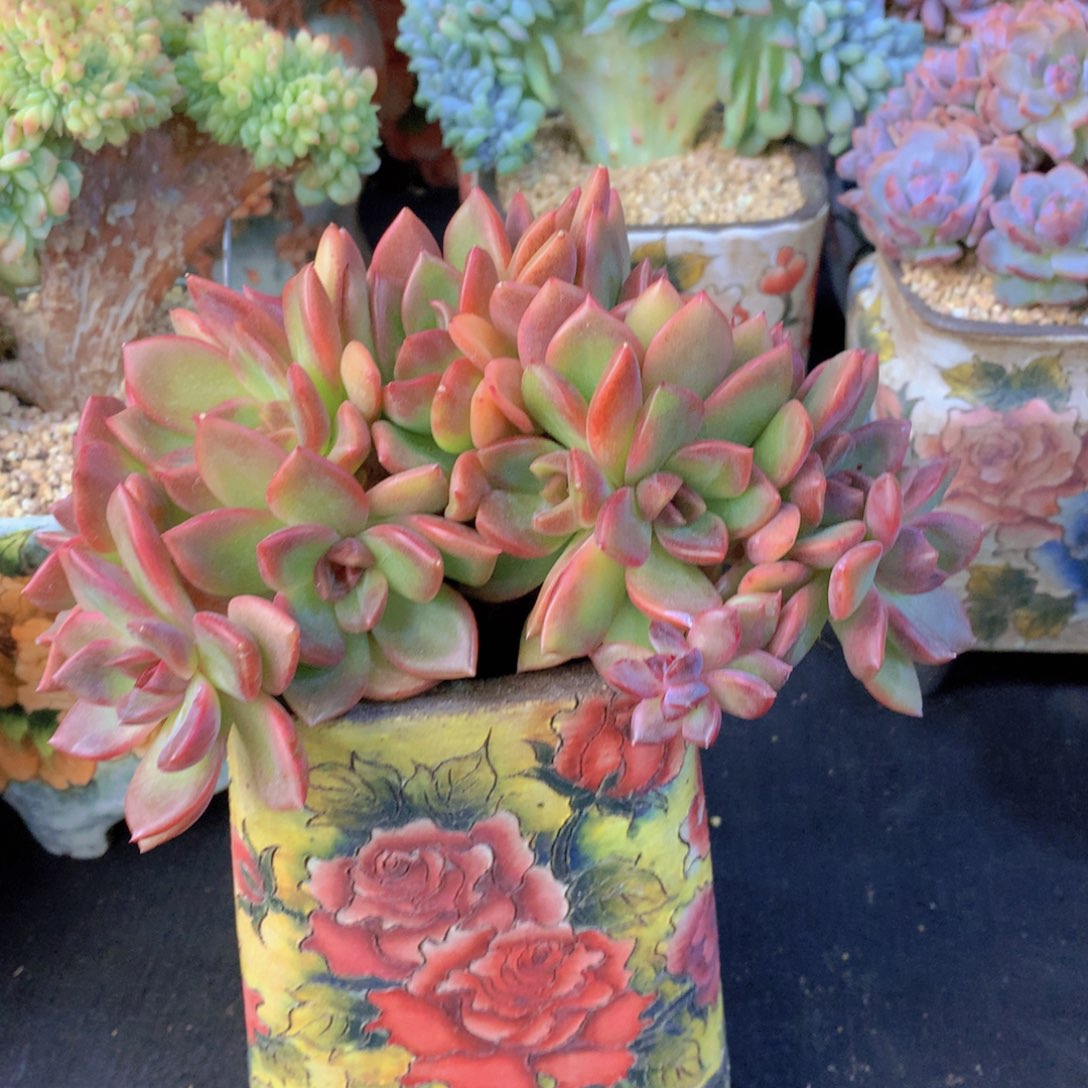 精品多肉植物花卉盆栽