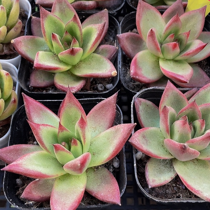 6.5方罗卡处理带盆