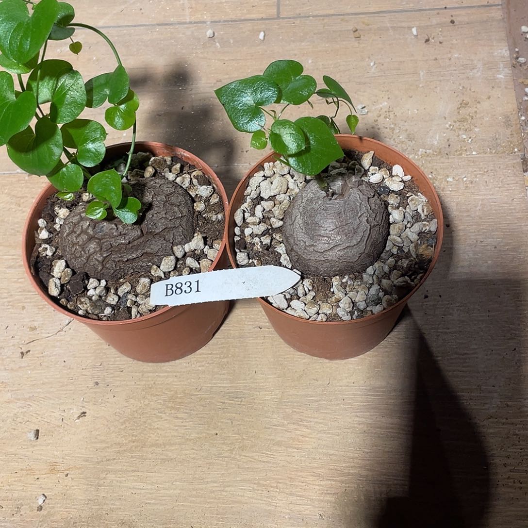 龟甲龙831号不退换