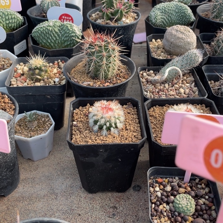 九***刘仙人球2582000000