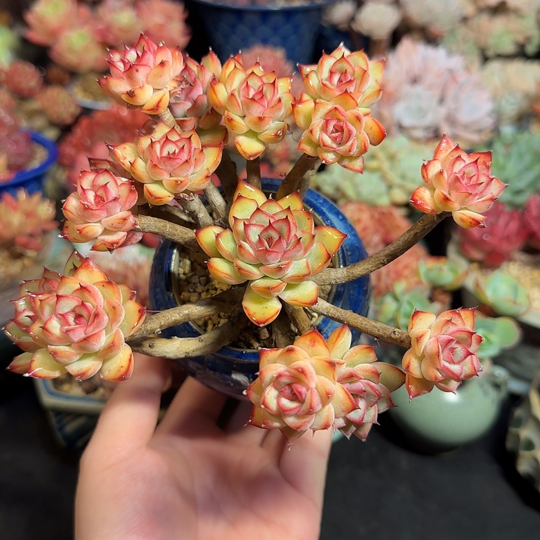 荷花15cm左右带盆土