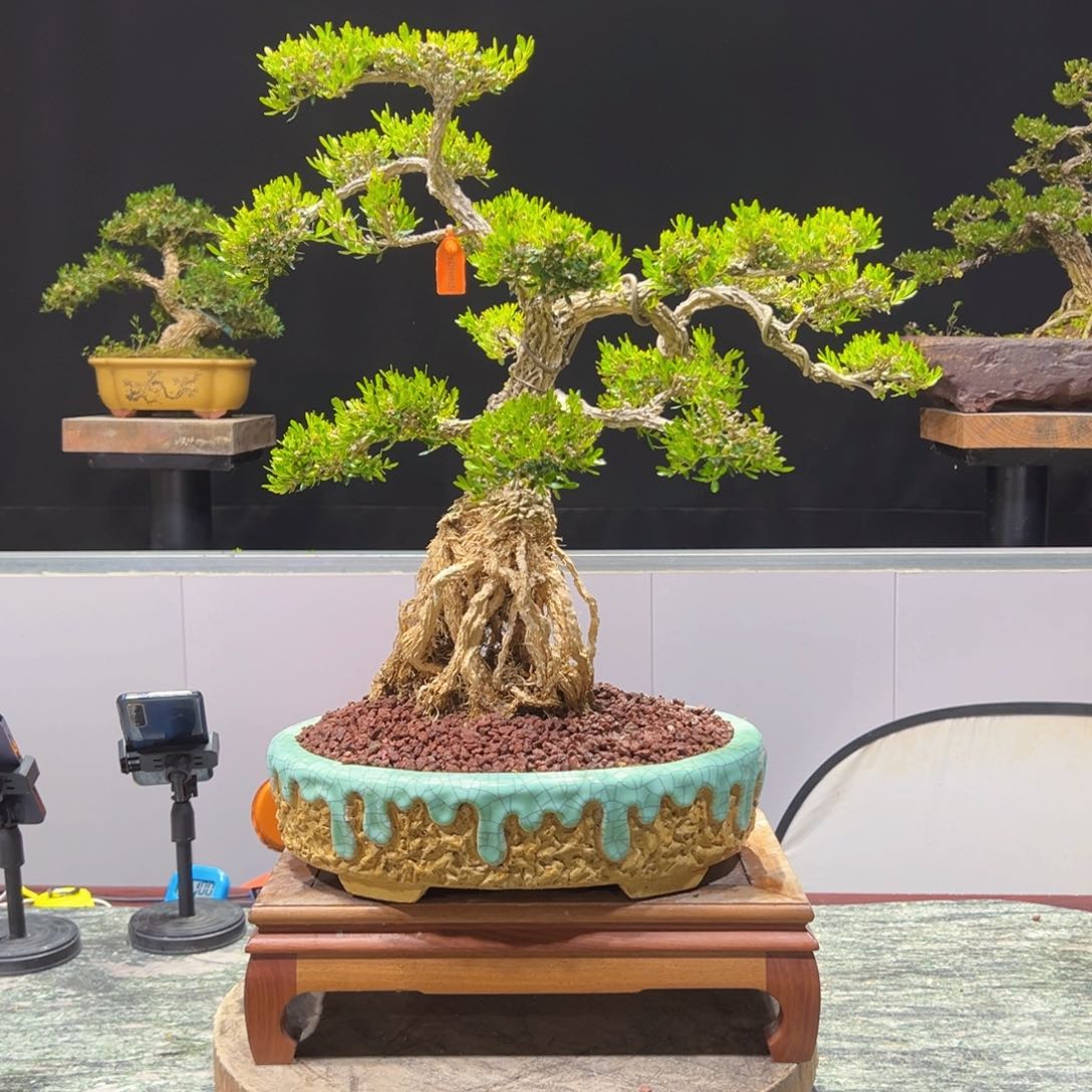 四季常青老桩黄杨盆景