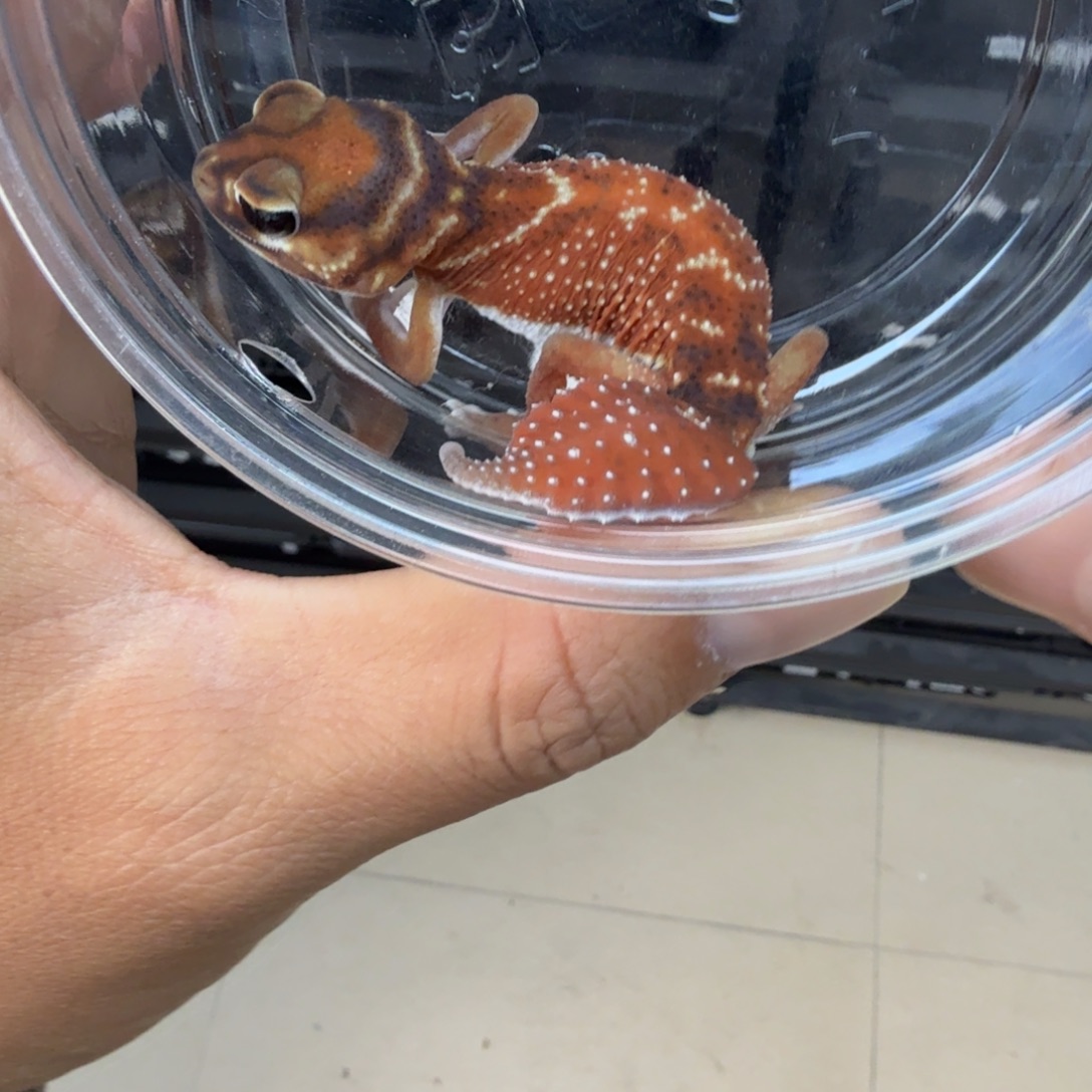 双隐公 2025年7月7日生