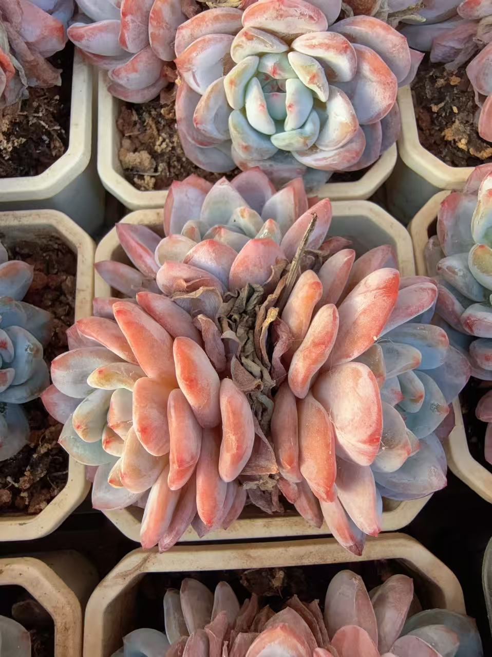 90#3头紫梦露（6-9cm）脱土