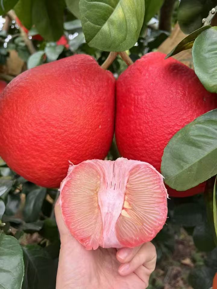 广西容县(观赏果)自家果场正宗泰国暹罗香水红柚直销礼盒装水果