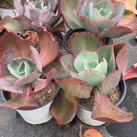 小***多70号包菜系列多肉4棵