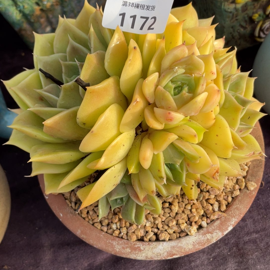 吉***嚞 1172黄金版东云群生多肉植物