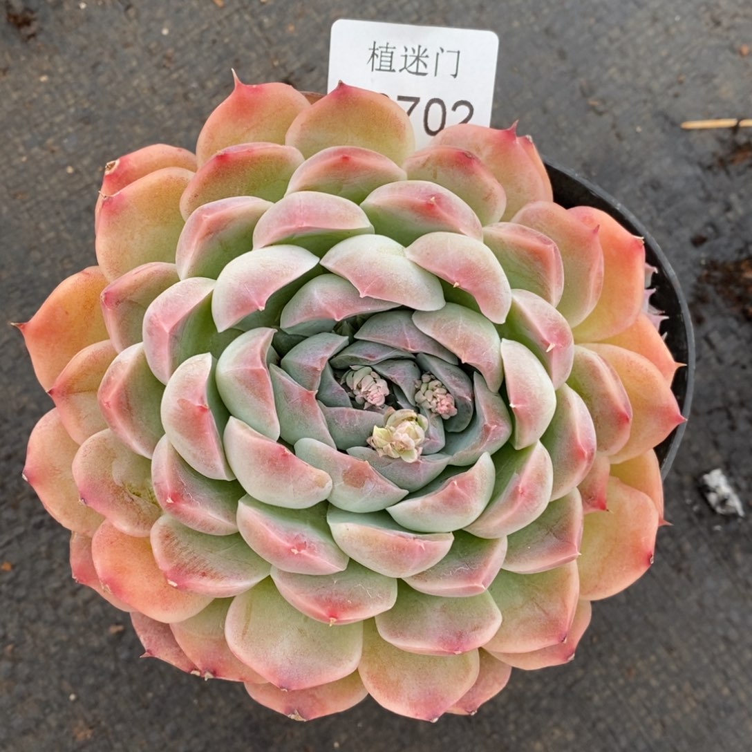 @****丫杂交精品多肉2702叶伤