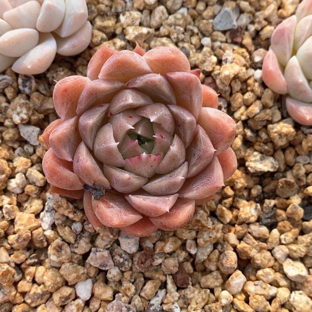 精品多肉一物一拍不包整28