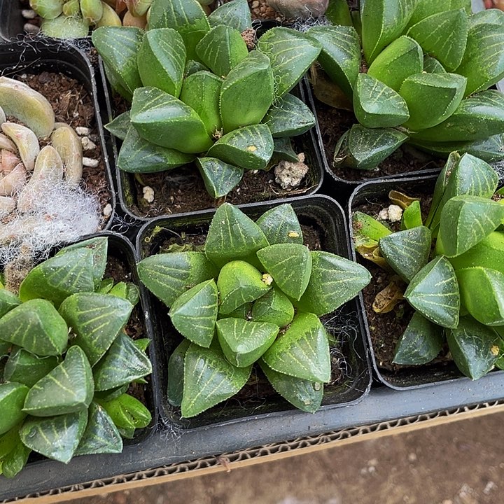 水晶寿2.8带盆土发