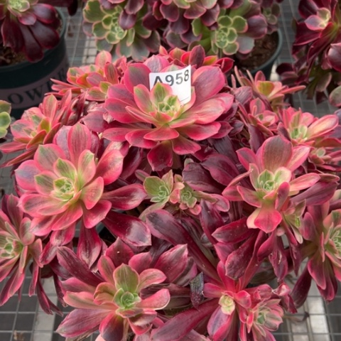 958白婚纱35厘米左右