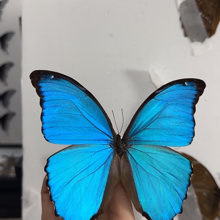 定制095黑款大闪蝴蝶蝴蝶蝴蝶