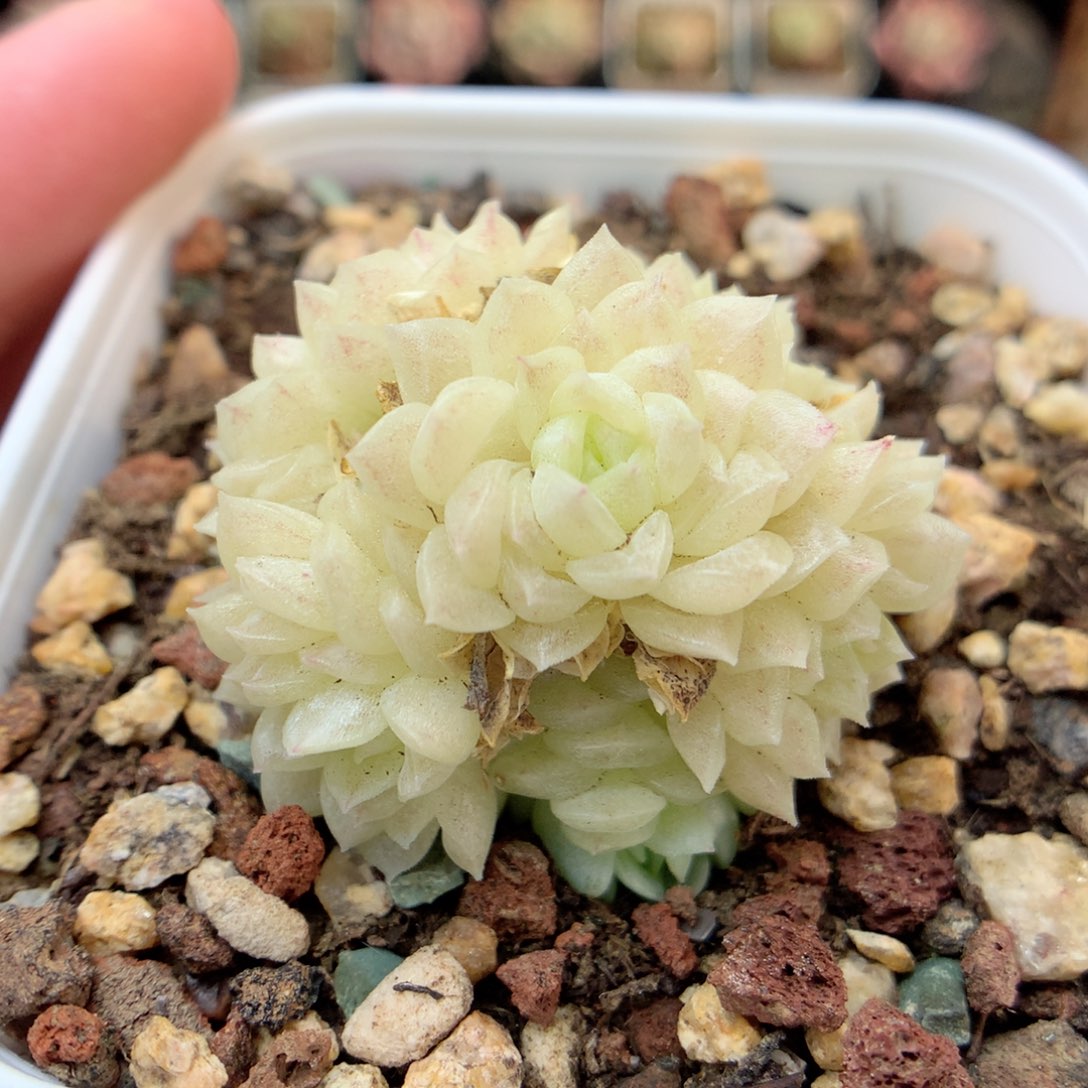 X128 ，20包邮两天凑单偏远不发货