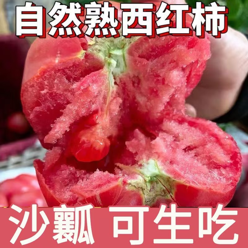 云南高山露天自然熟西红柿番茄酸甜可口现摘现发小时候的味道