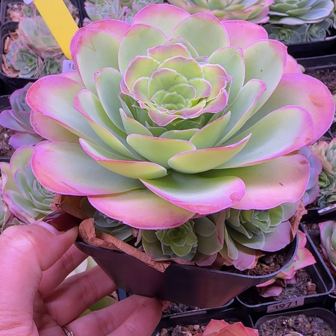 锦书玫瑰大母本十分杯10