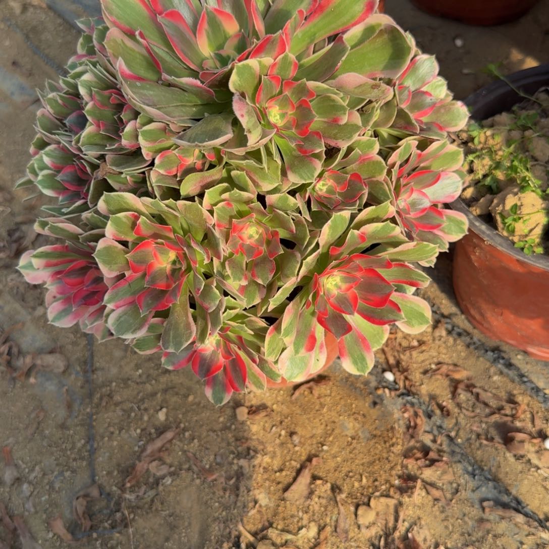 296布加迪。多肉植物