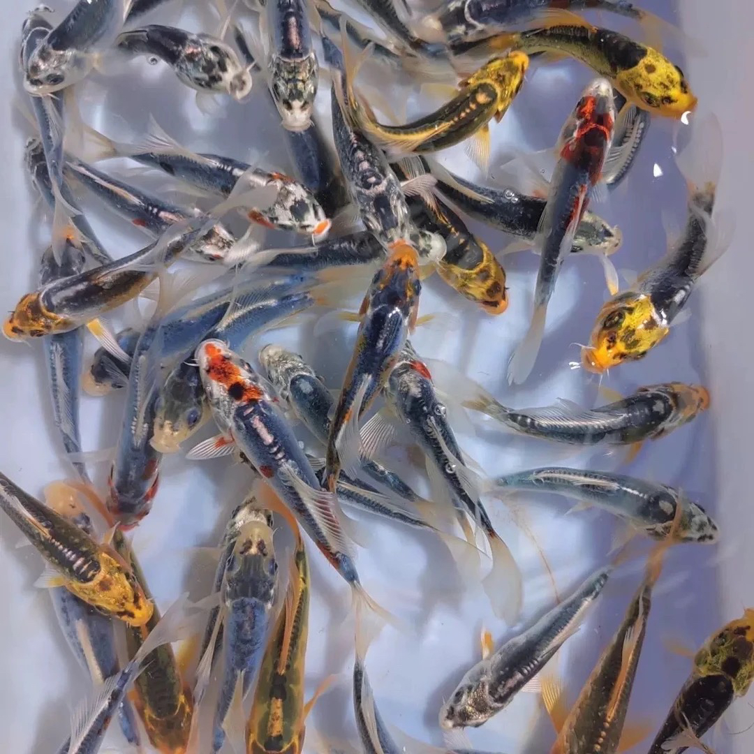 精品血统锦鲤! 3-5公分包邮到家!到手51大条!