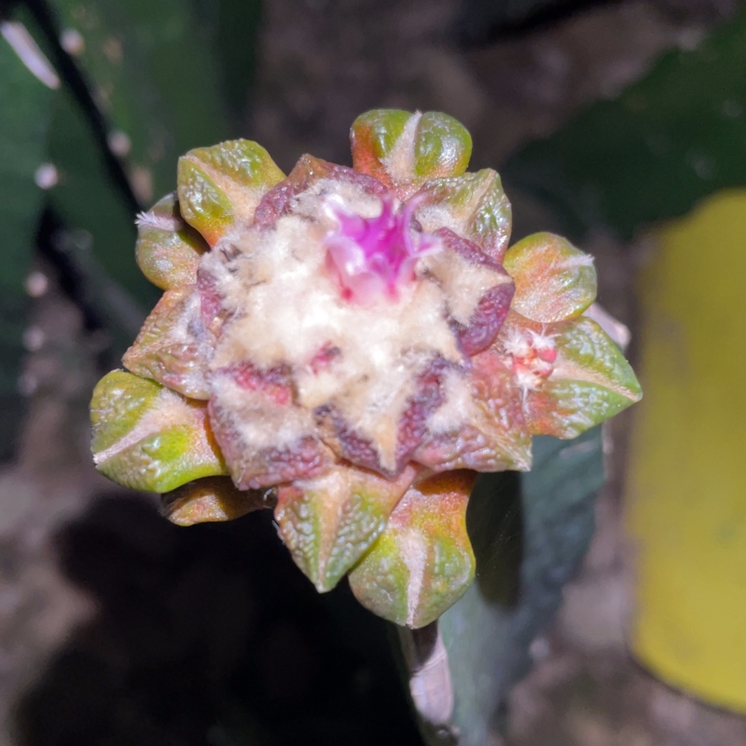 象足黑牡丹锦 仙人球