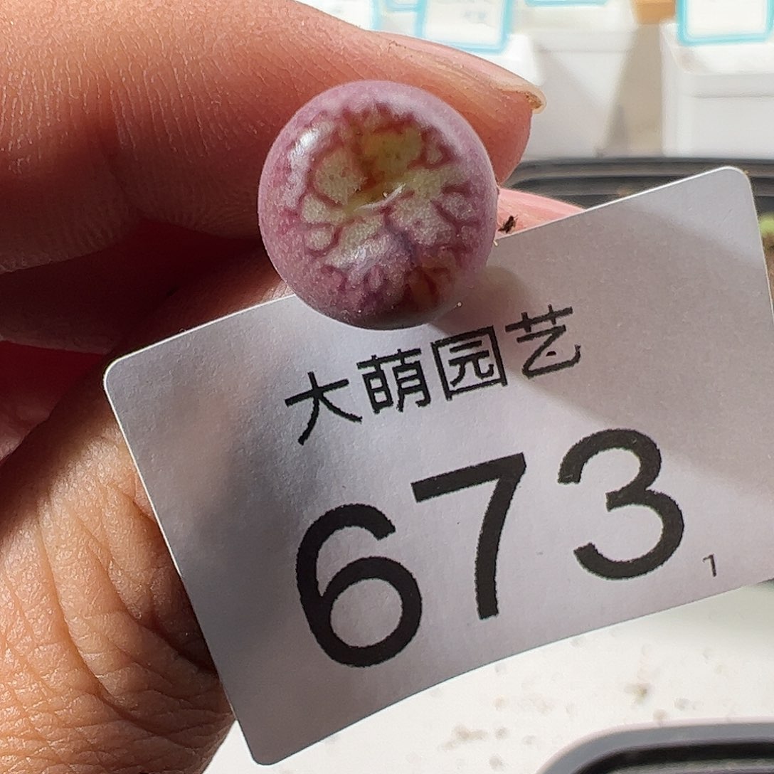 0000673 一物一拍……