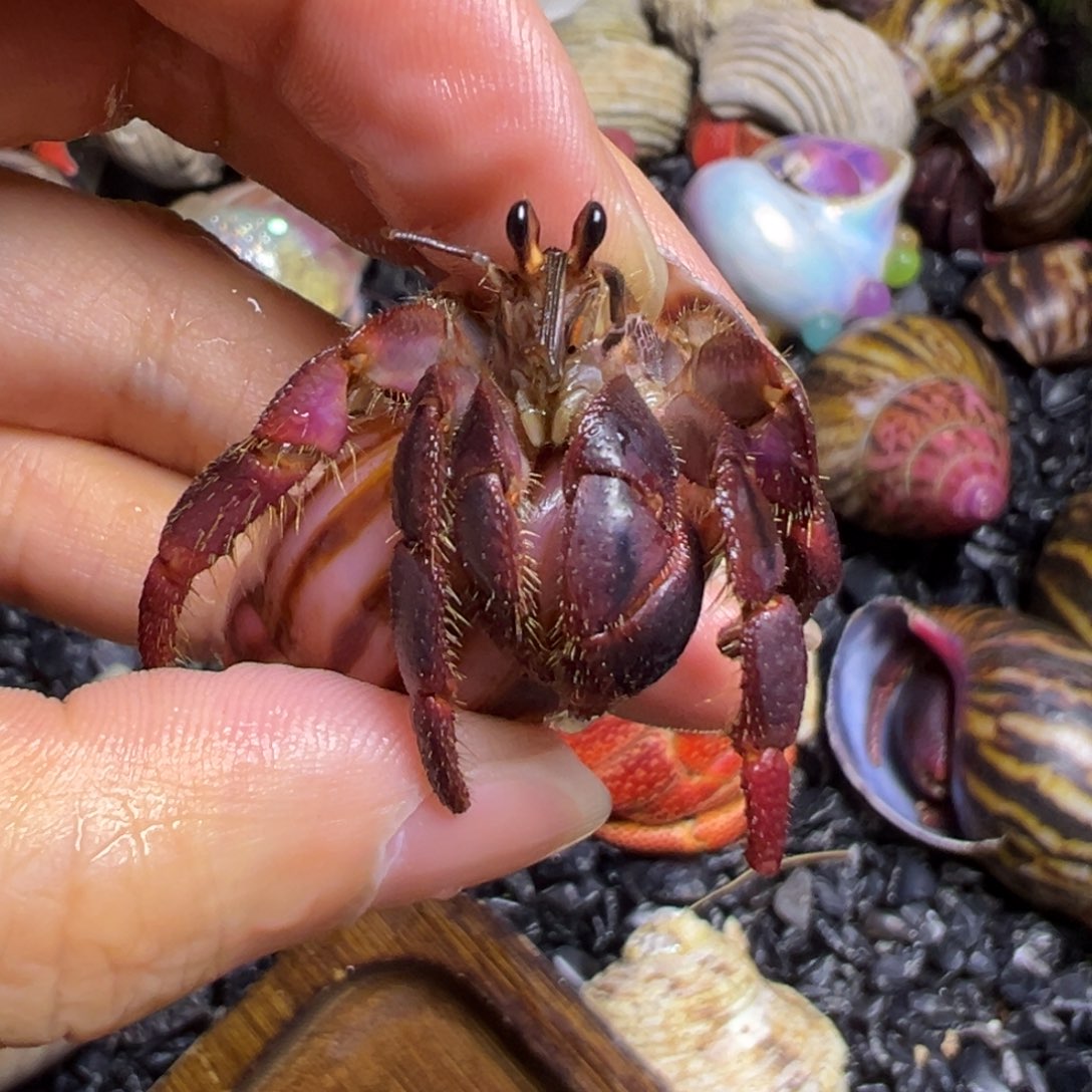 爬宠陆生寄居蟹2口