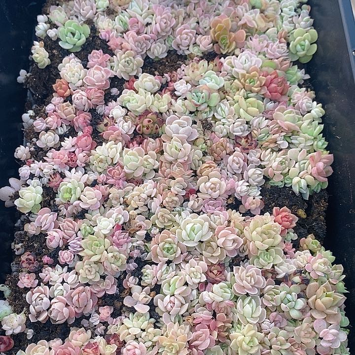 56 多肉植物盆栽花卉植物