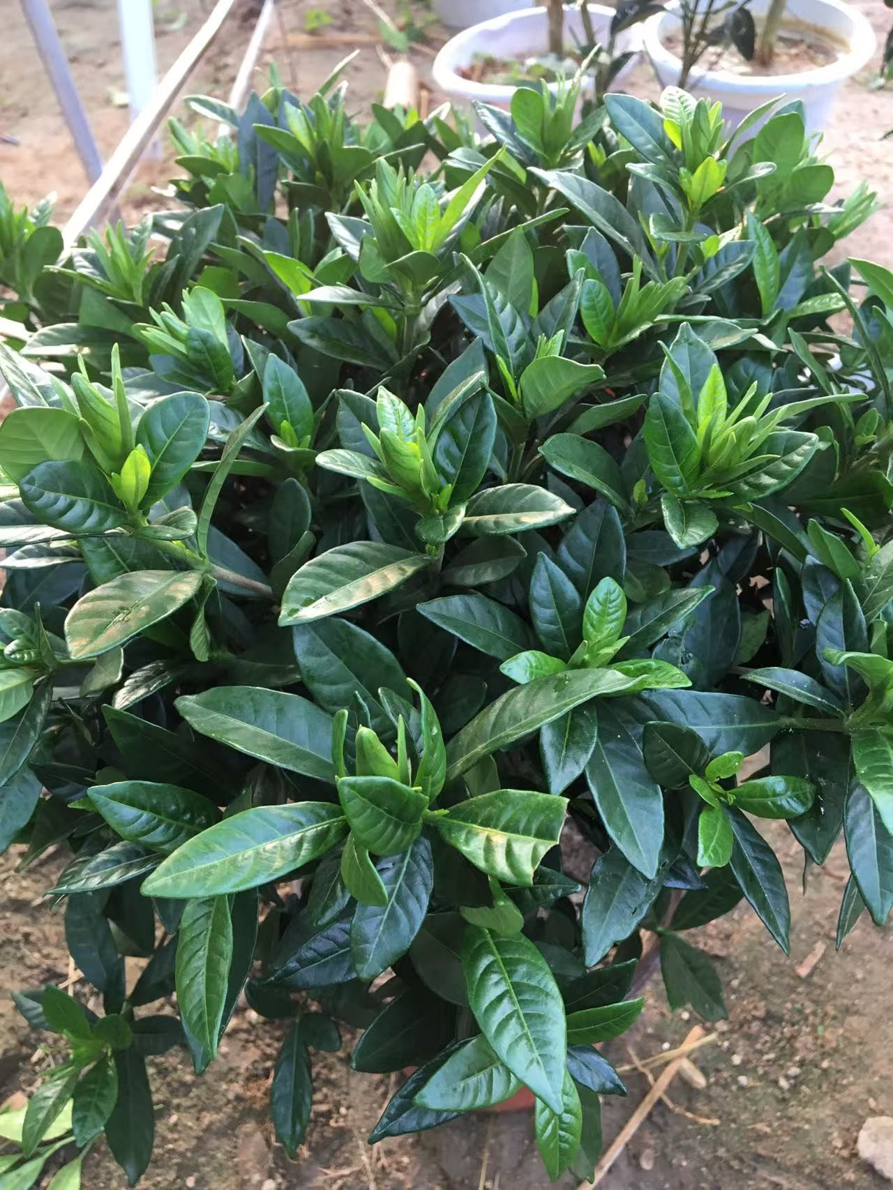 小叶栀子花浓香型花卉绿植盆栽适合室内外养殖