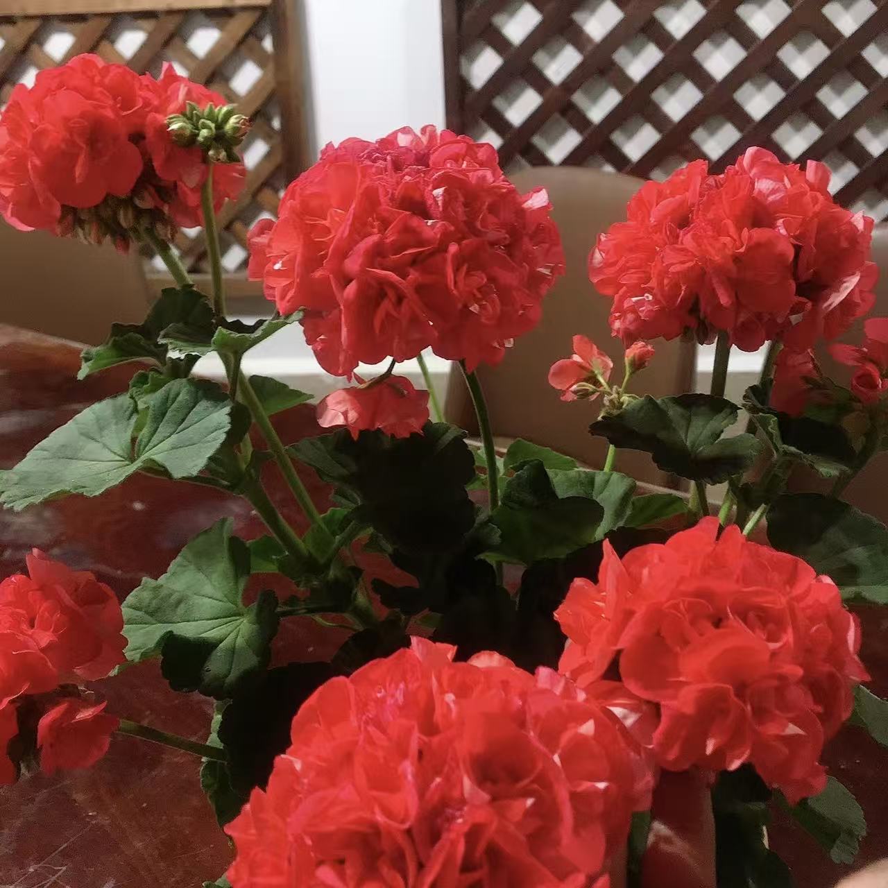 天竺葵【重彩游行】花卉盆栽室内外观花植物（不拍保温 不包冻损）