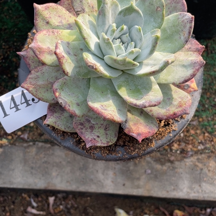 程***程443号苹果叶拇指多肉植物