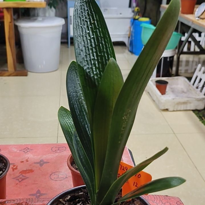 完全开放“鑫子兰苑”杜杜