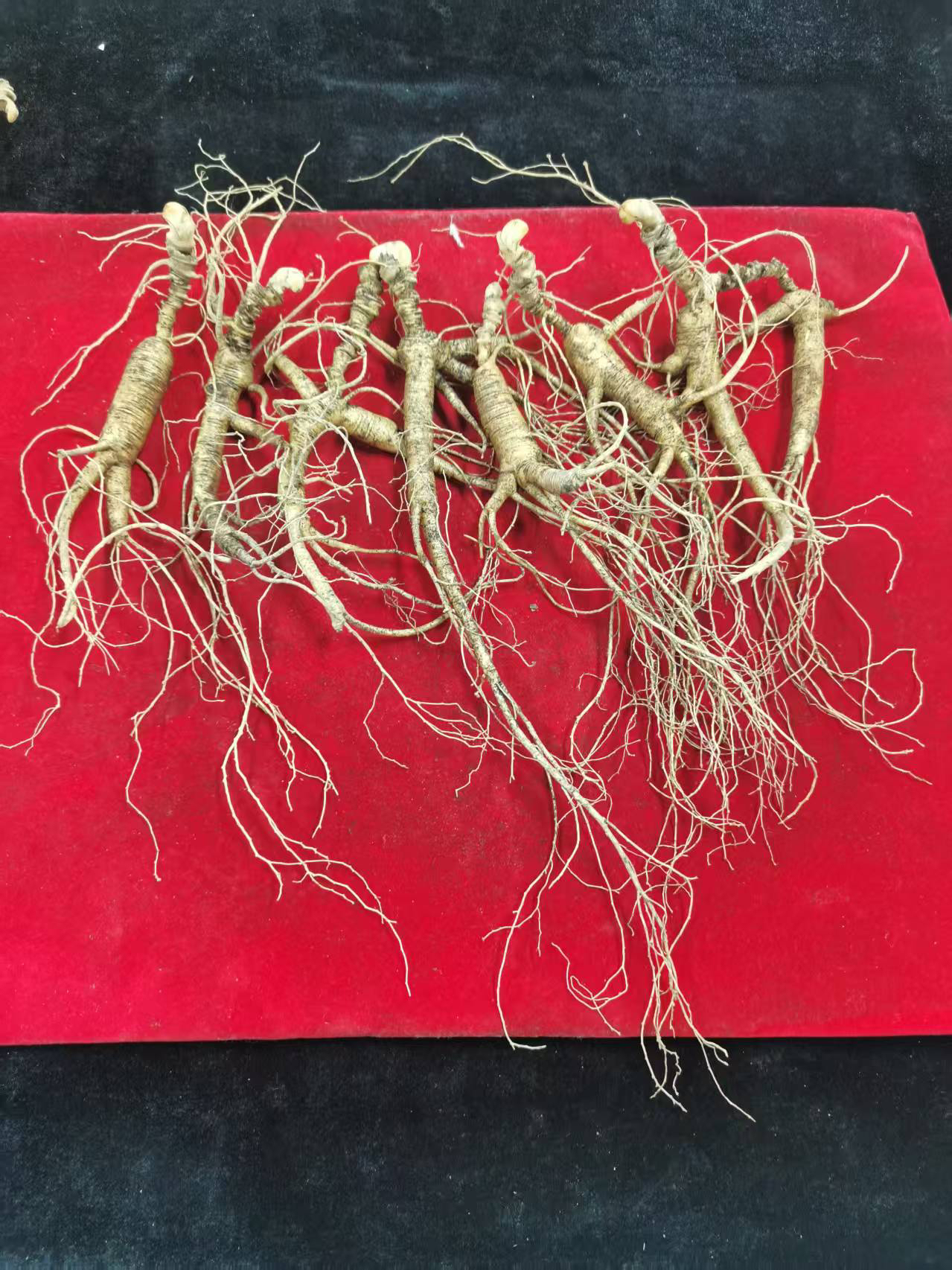 长白山林下鲜参泡酒煲汤炖鸡炖肉