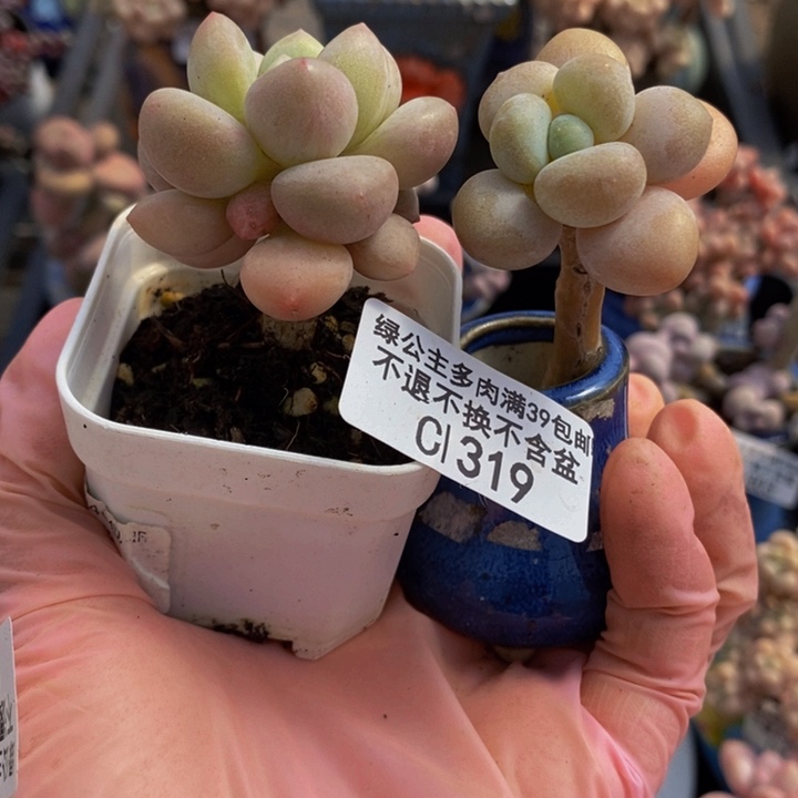 泡泡糖，洛神319多肉植物