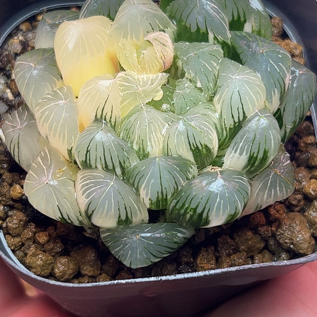 碧玺母本六公分母本十二卷