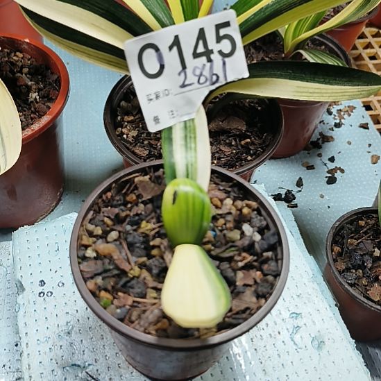 小***糖无花朵0145014500