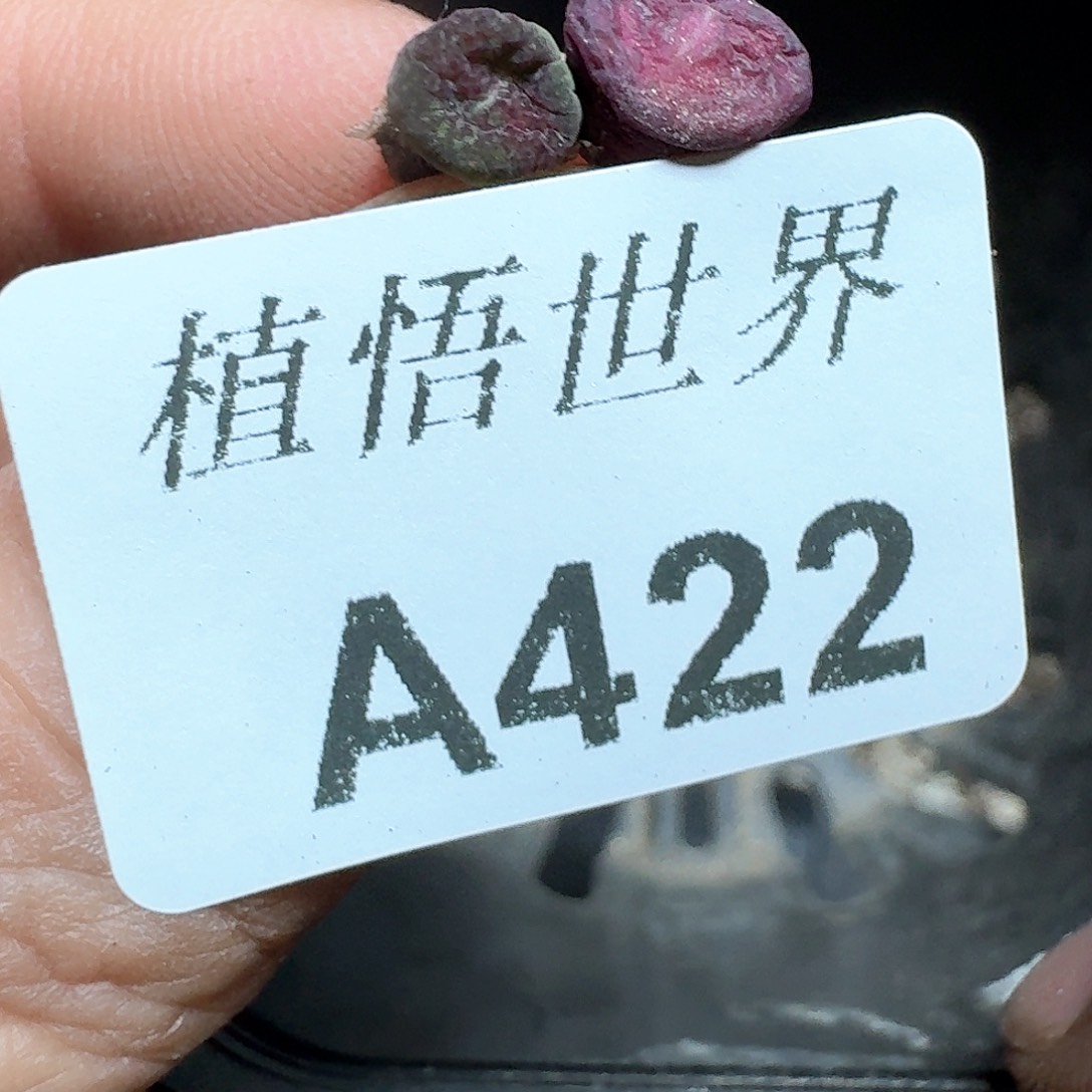 422号多肉植物哇c f