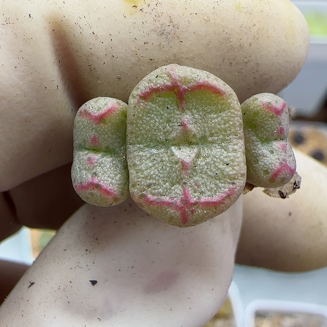 795杂交福利福利