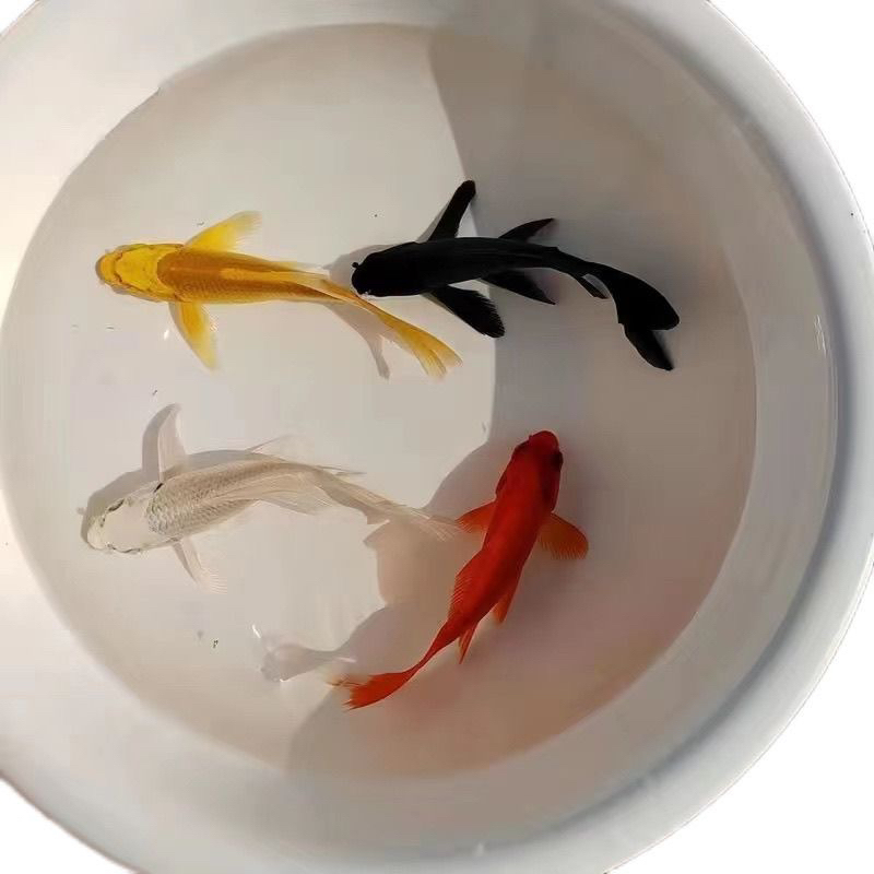 精品锦鲤好养耐活留养级观赏鱼锦鲤一物一拍