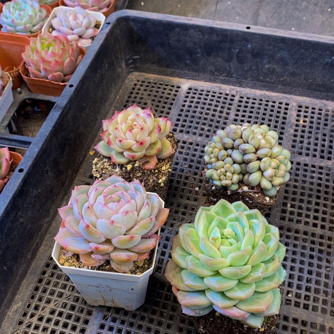 590多肉植物保护研究所所长