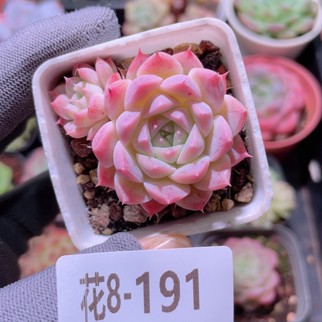 花利美 8-191美瞳