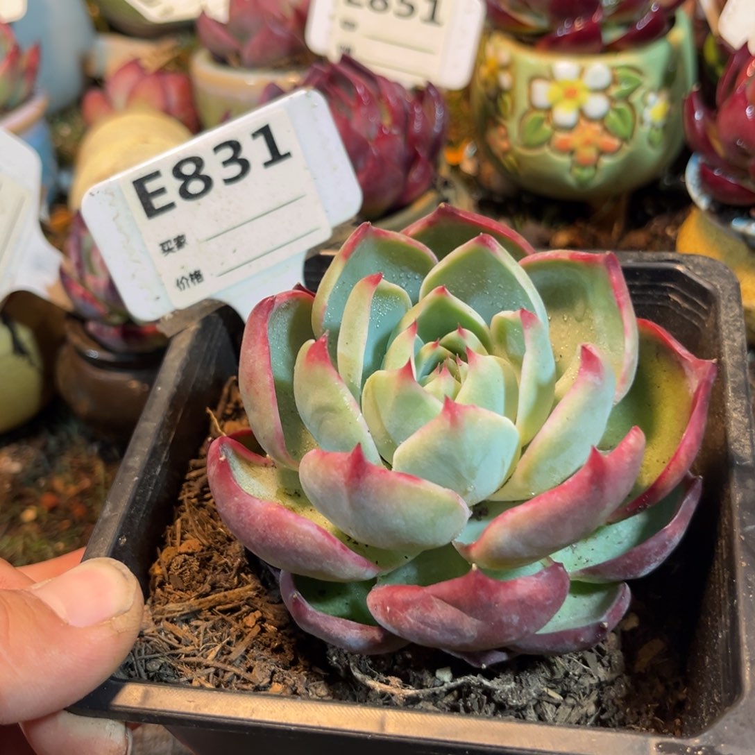 惊鸿一瞥831号多肉