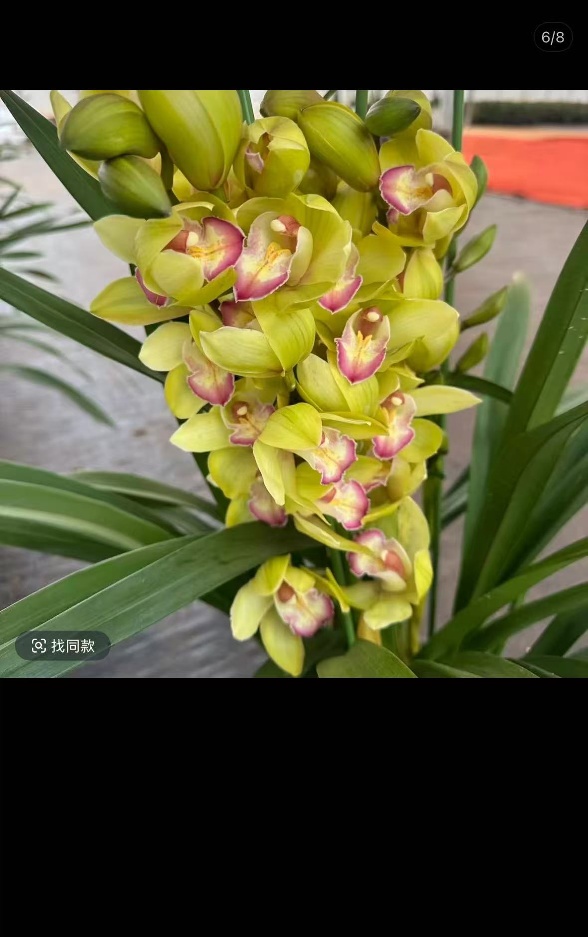 【绿色的翅膀】云南大花蕙兰年宵花高端名贵兰花南北方新手好养