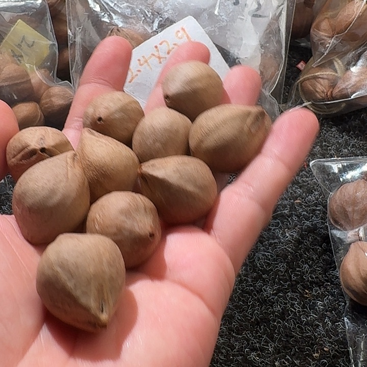 吊坠橄榄核2.3❌3.1