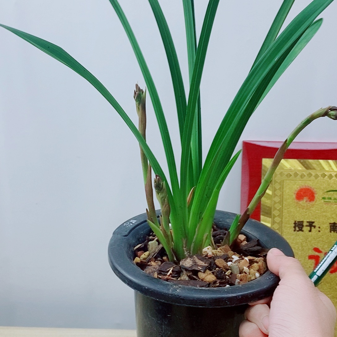 当前无花栽培后可以开花胭脂