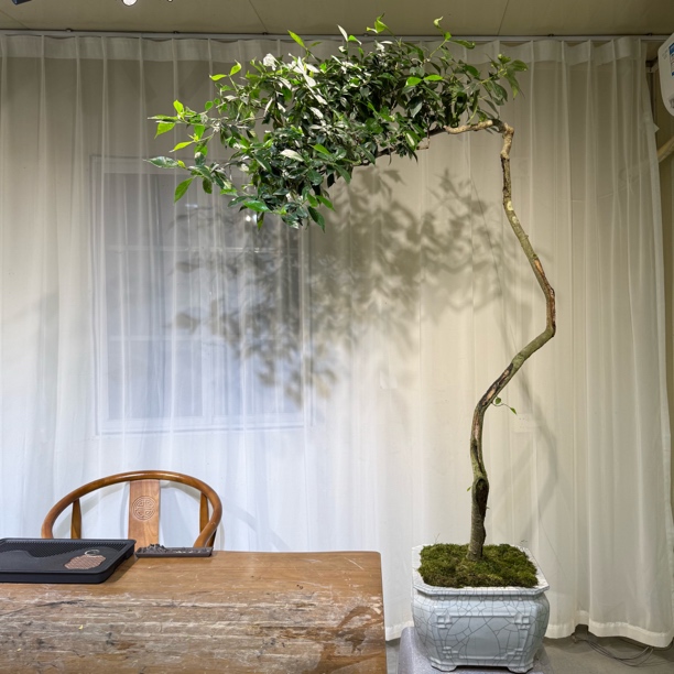 海岛栀子花绿植精品7字怪桩禅意感十足